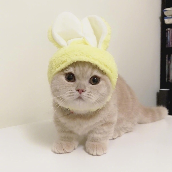 短腿猫