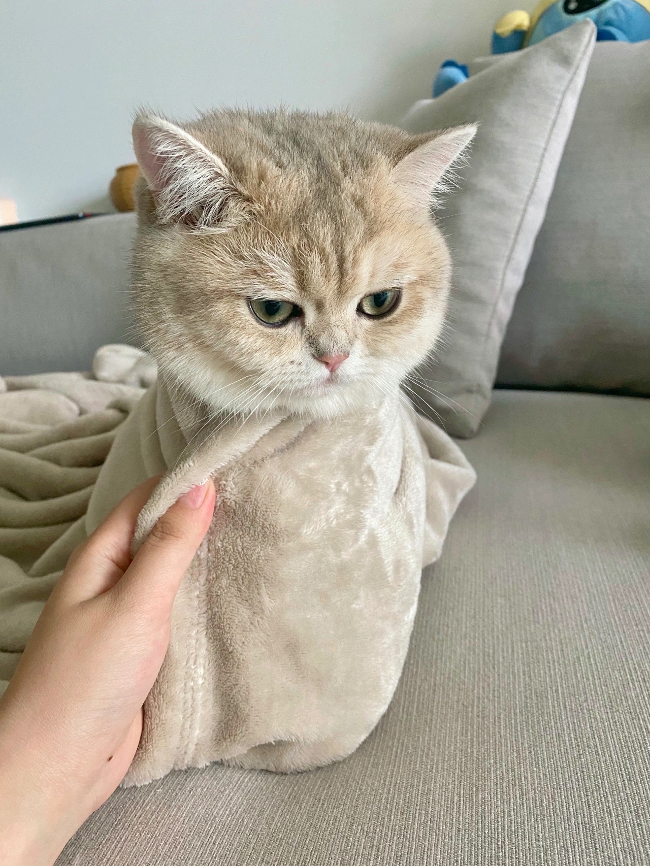 北方的猫咪已经裹起小被子啦 cr:开心小神仙_高清图集_新浪网