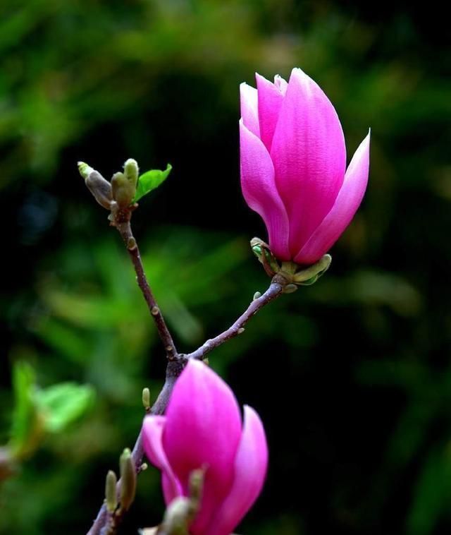 悠悠草木,盈盈情思