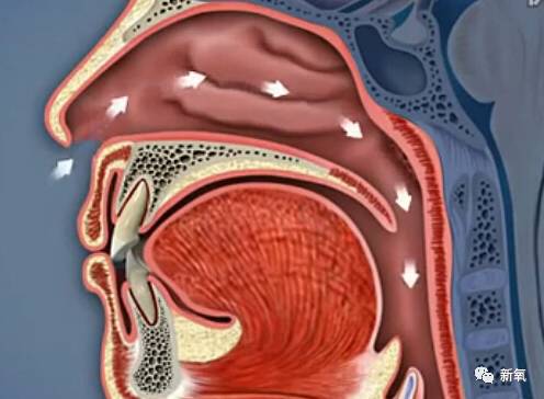 正常情况下,我们是用鼻子进行呼吸的,鼻呼吸时,嘴唇闭拢,牙齿轻合