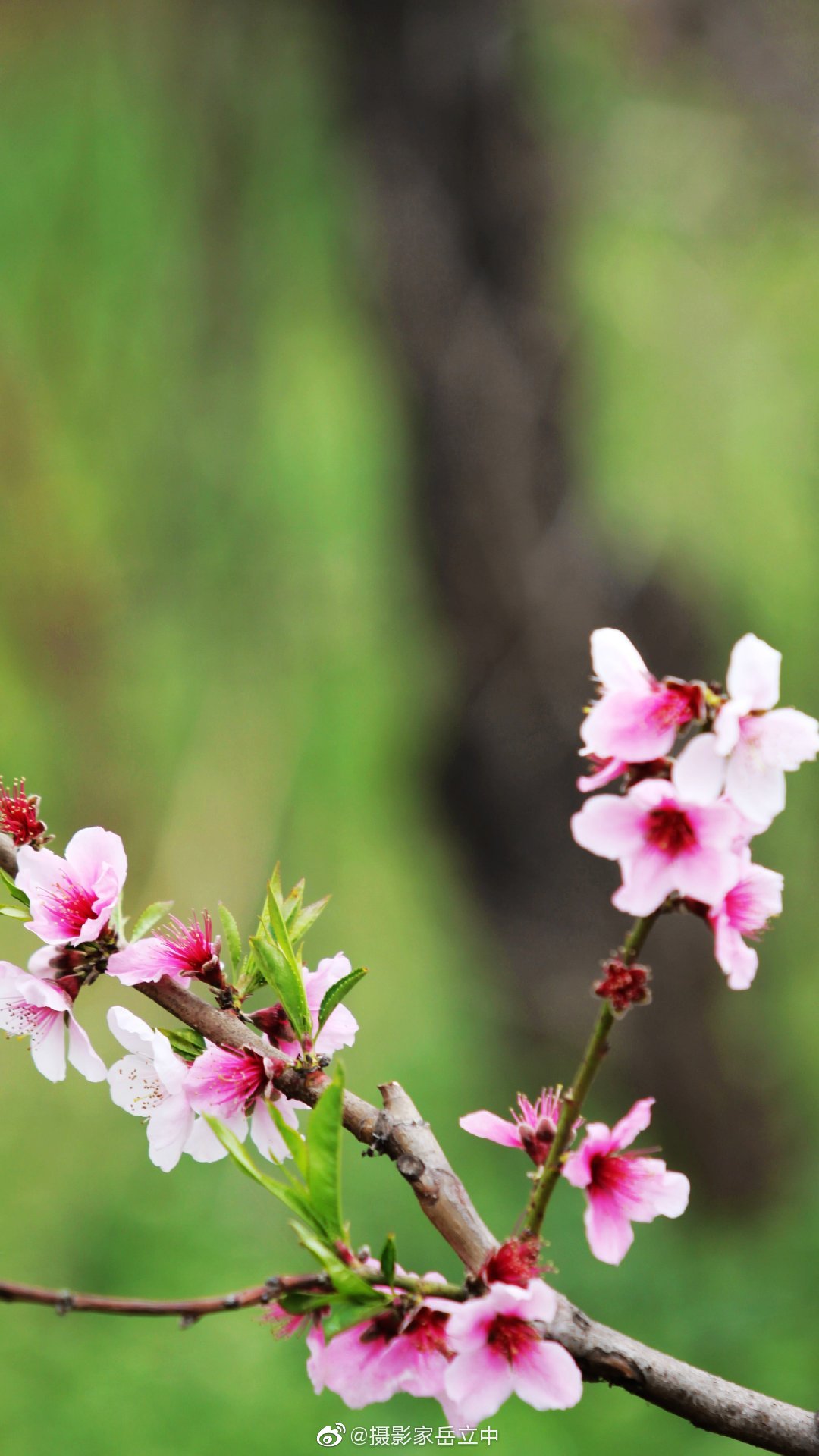 有一种春天叫桃花芳艳