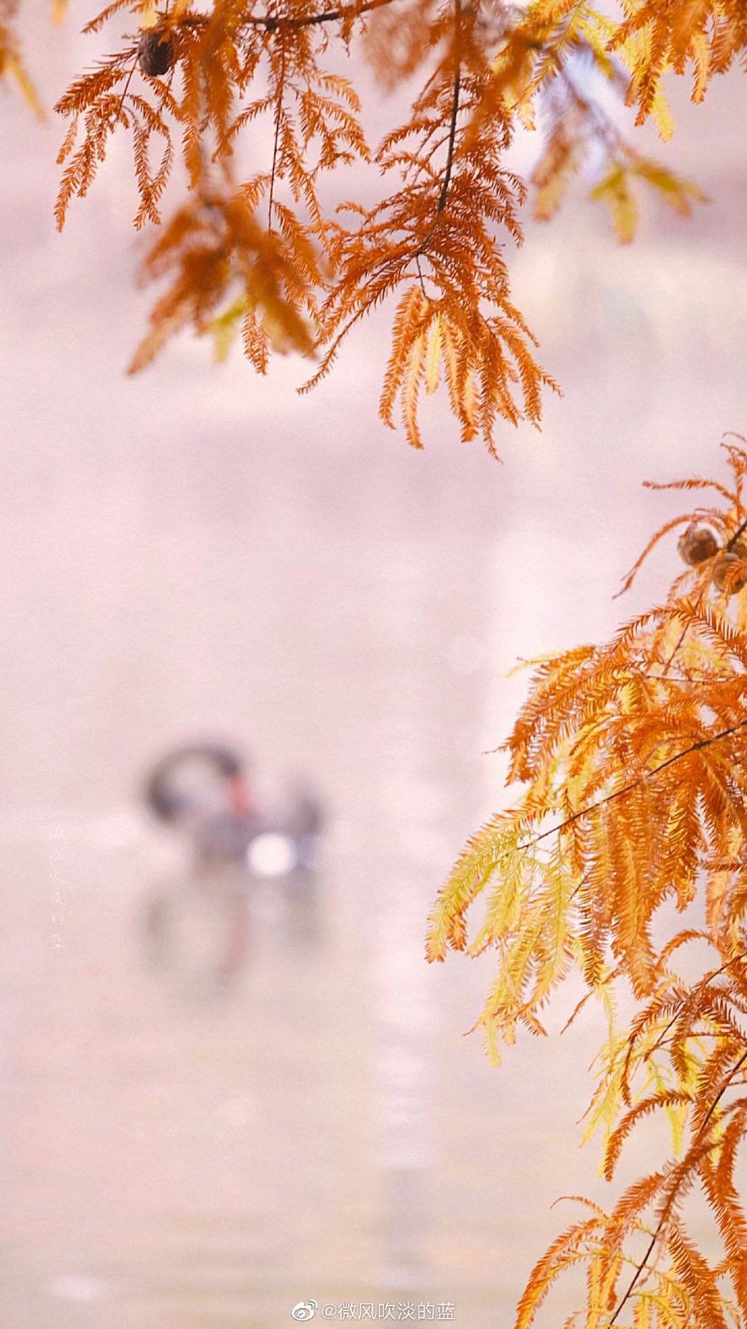 燕雀湖位于南京中山陵风景区,秋末初冬时节……__财经头条