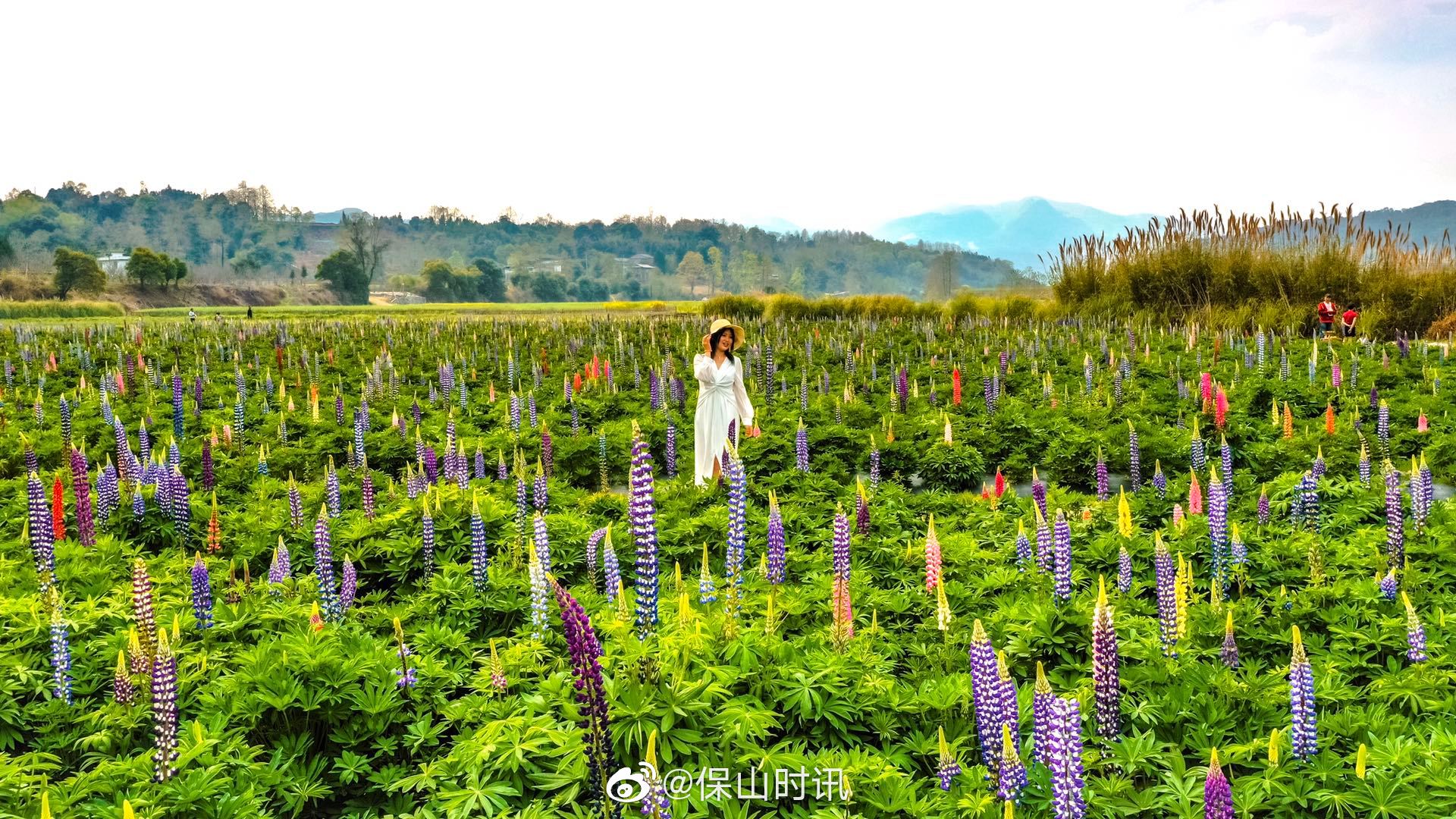 保山腾冲龙川江畔鲁冰花开放等你来