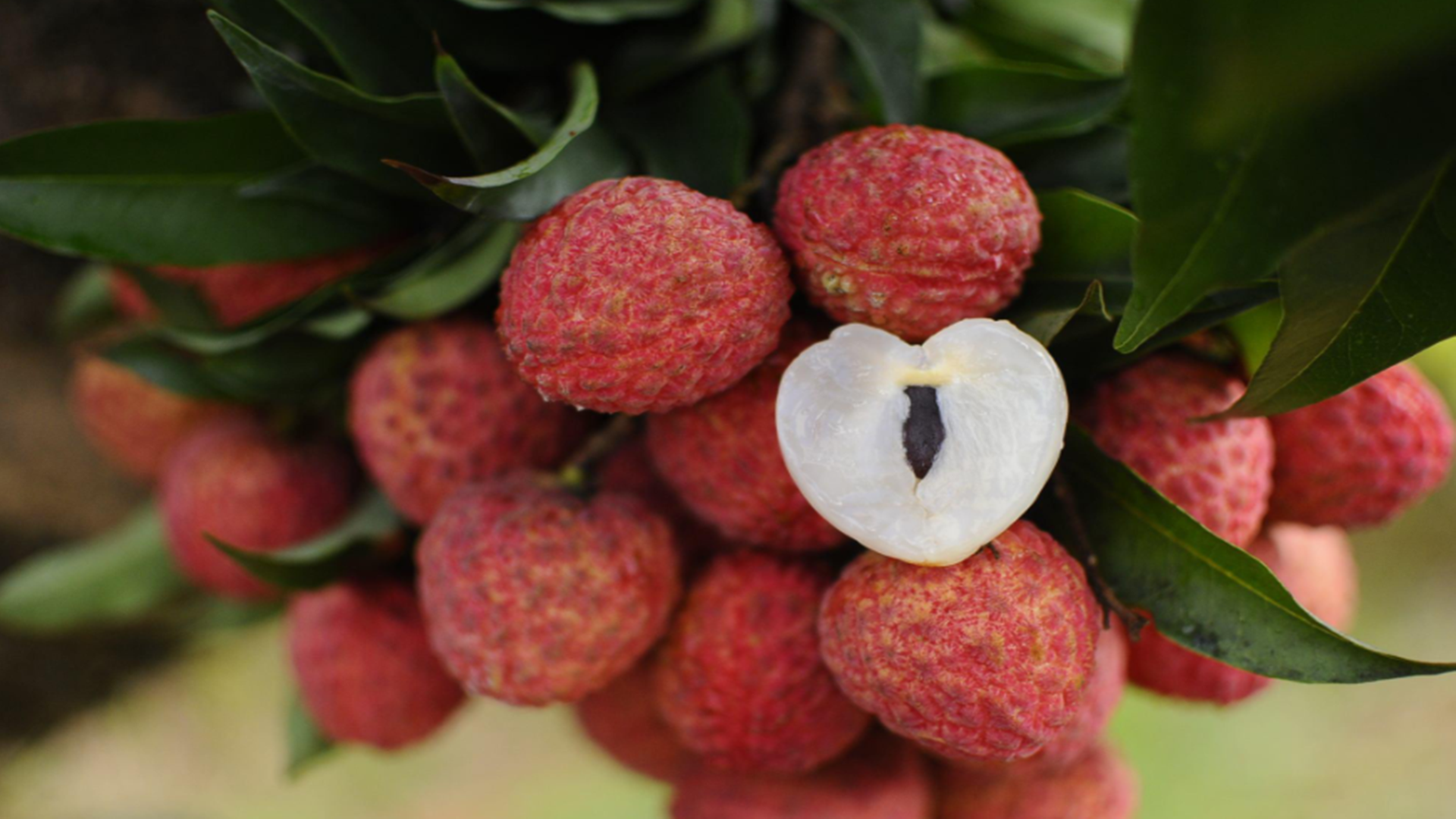 看完这篇文章,恐怕荔枝要滞销,吃荔枝成人儿童都有限制