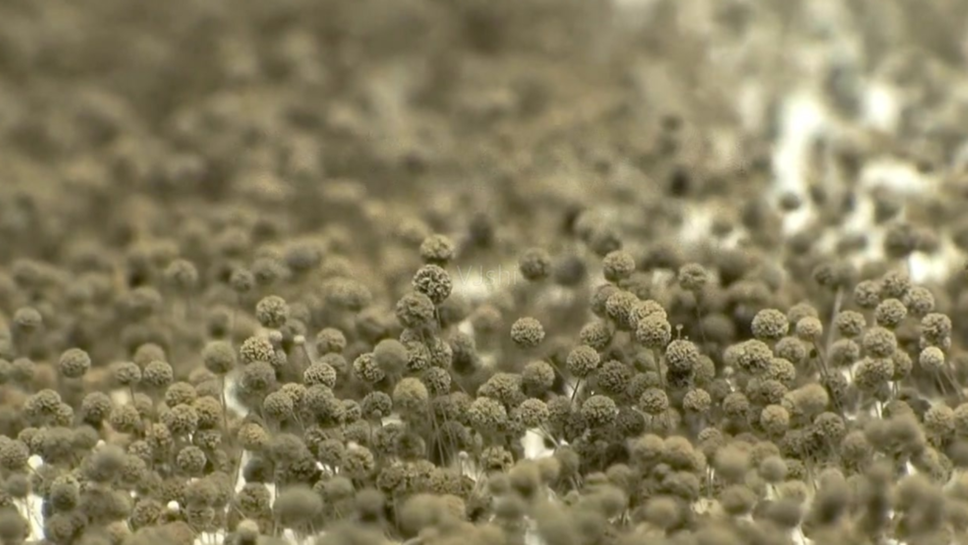 印度多人为保命或摘眼球印度罕见爆发毛霉菌致死率50