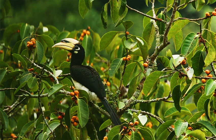 罕见云南龙陵首次拍到冠斑犀鸟享用美食影像
