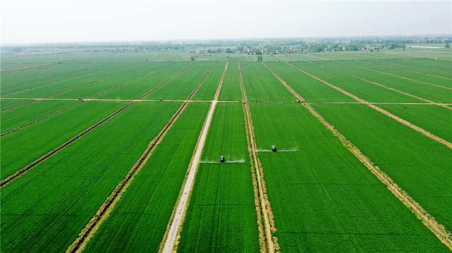 安徽农垦龙亢农场一喷三防保丰收