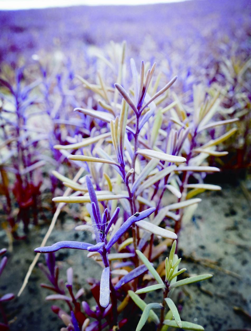 何为燃烧在渤海边的烈焰翅碱蓬如何造就传奇