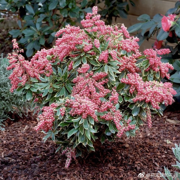 或粉或白或红,白花如飞云瀑布,红花似云蒸霞蔚,十分惊艳 67马醉木