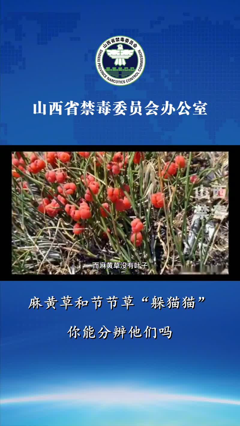 麻黄草和节节草"躲猫猫",你能分辨他们吗?