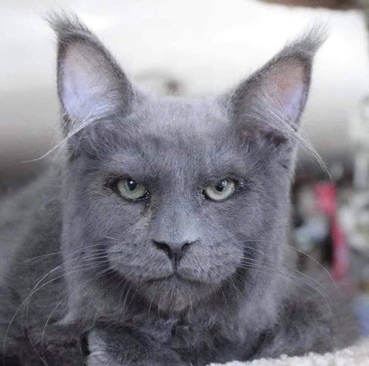 这猫长得太像人了吧