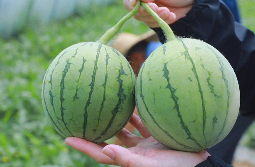 广西上思:早春红玉西瓜抢"鲜"上市促增收|上思县|西瓜|王保_新浪新闻