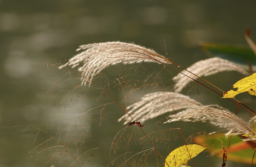 杭州：西溪湿地秋景怡人美如画休闲区蓝鸢梦想 - Www.slyday.coM