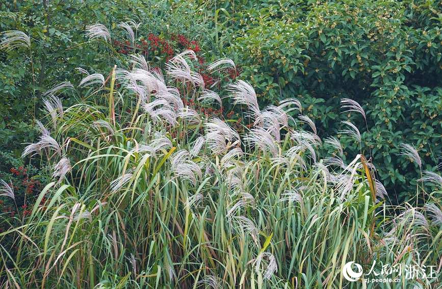 杭州：西溪湿地秋景怡人美如画休闲区蓝鸢梦想 - Www.slyday.coM