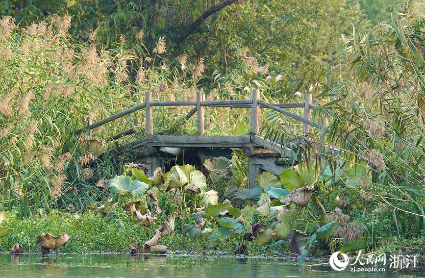 杭州：西溪湿地秋景怡人美如画休闲区蓝鸢梦想 - Www.slyday.coM