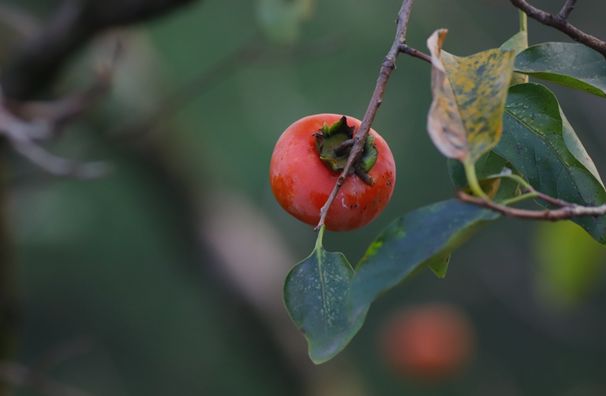 杭州：西溪湿地秋景怡人美如画休闲区蓝鸢梦想 - Www.slyday.coM