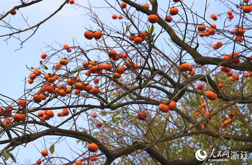 杭州：西溪湿地秋景怡人美如画休闲区蓝鸢梦想 - Www.slyday.coM