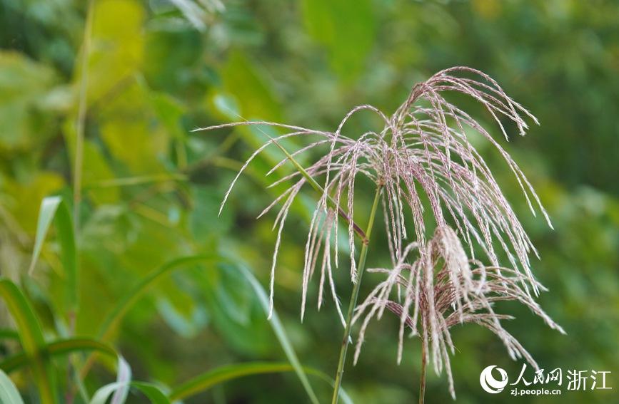 杭州：西溪湿地秋景怡人美如画休闲区蓝鸢梦想 - Www.slyday.coM