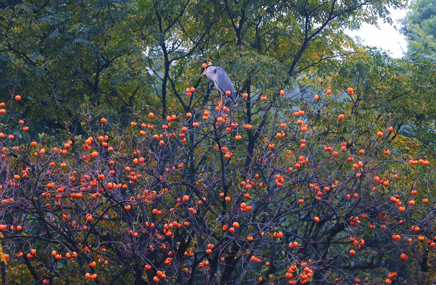 杭州：西溪湿地秋景怡人美如画休闲区蓝鸢梦想 - Www.slyday.coM