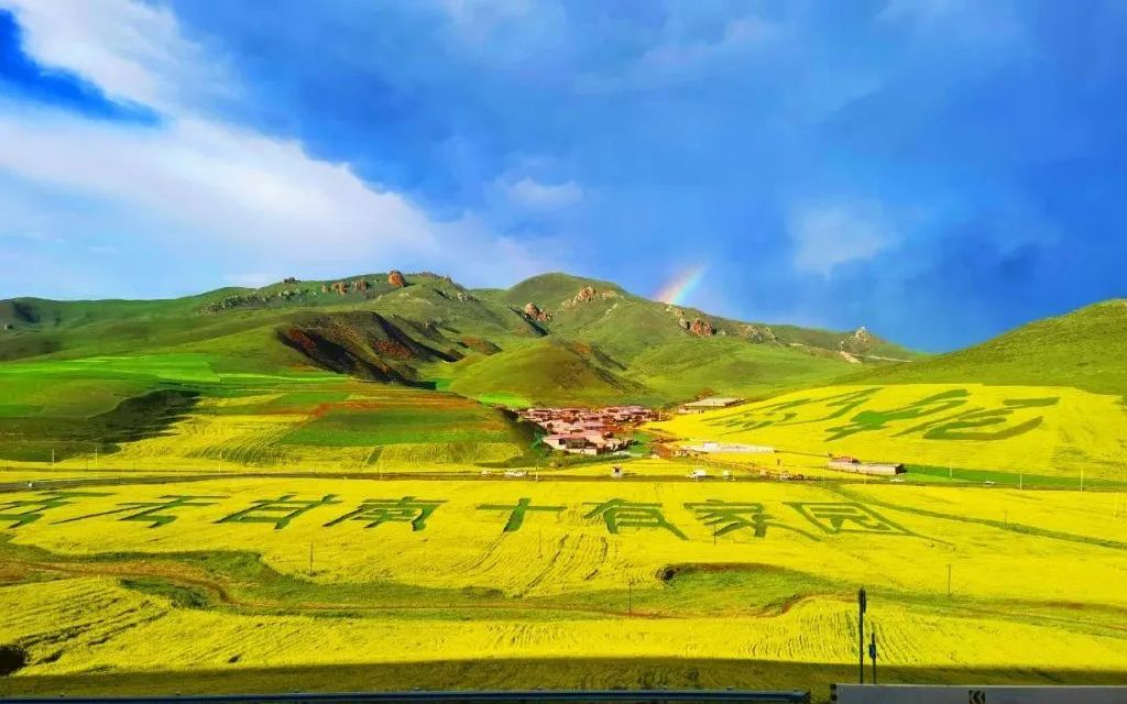 卓尼:万亩油菜长势喜人 丰收在望 成为秋收图中最靓的风景线