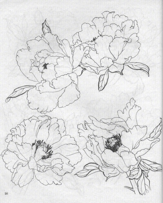 牡丹花02白描02画友参考
