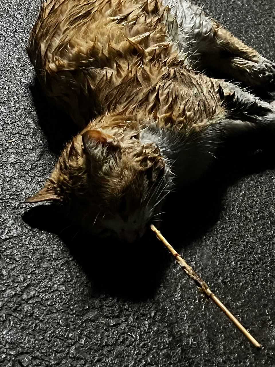 今天凌晨浦江有猫被打成瘫痪并插入牙签