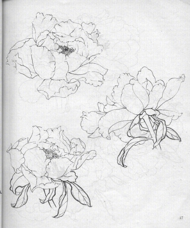 牡丹花02白描02画友参考