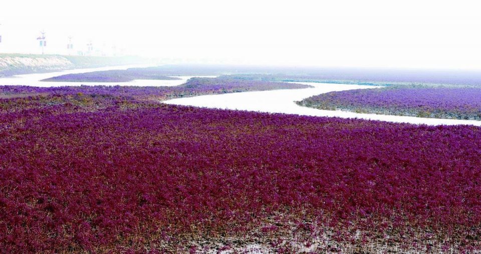 何为燃烧在渤海边的烈焰翅碱蓬如何造就传奇