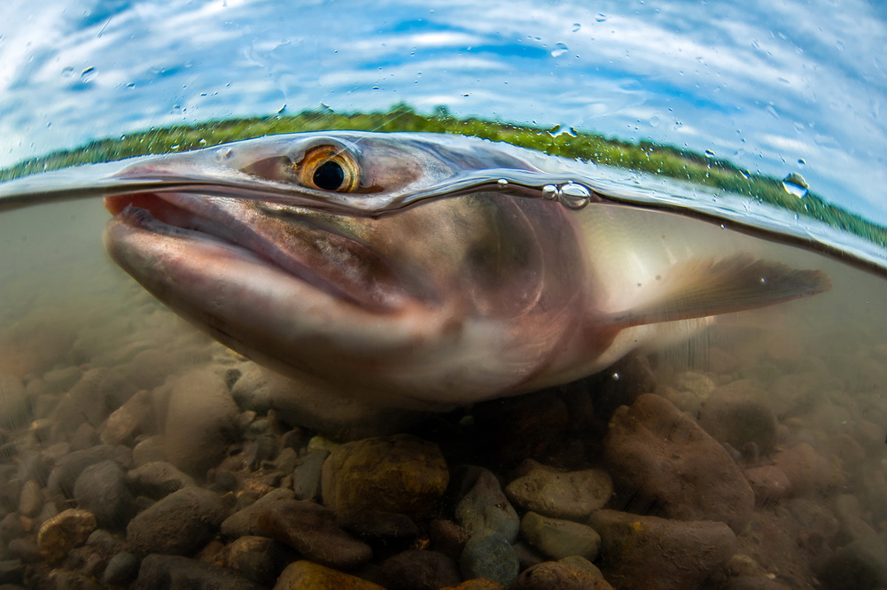 俄罗斯堪察加地区鲑鱼迎来产卵季