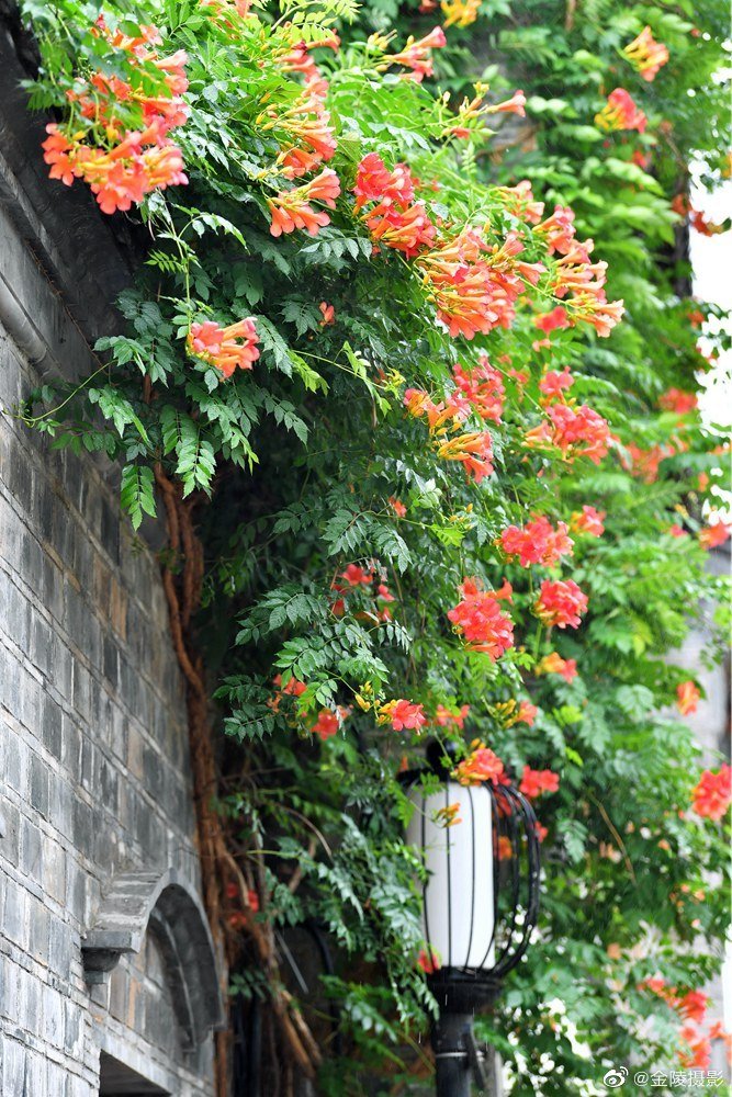 南京老门东 | 凌霄花火热绽放