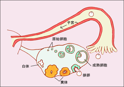 干细胞疗法解析：治疗卵巢功能早衰和女性不孕的全面指南|卵巢早衰|妇科|微环境|生育|因子_新浪新闻