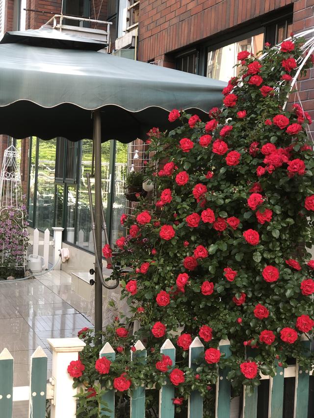 很适合做花墙御用马车的种种特性,让它很适合做花