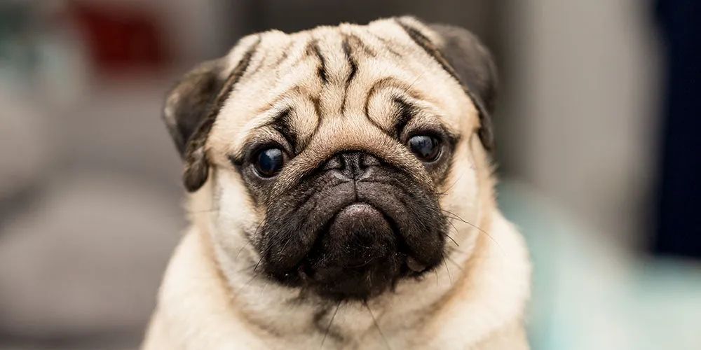 巴哥犬不再被承认是一个正常品种?__财经头条