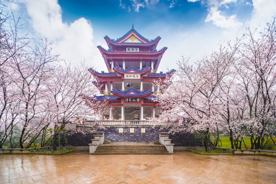 中国4大赏樱胜地,美得震撼|武大樱花|樱花园|樱花_新浪新闻