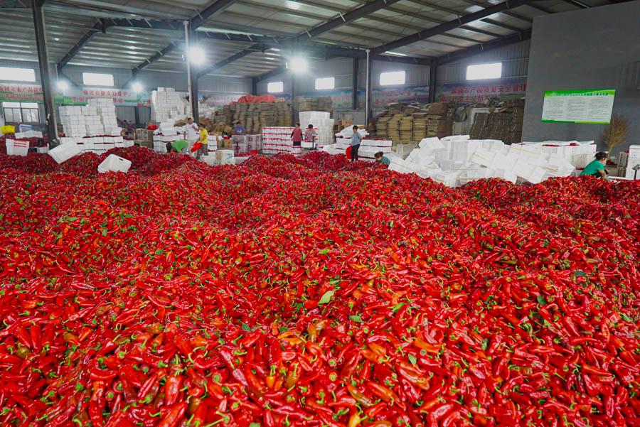 安徽五河:小辣椒大产业 "映红"致富路