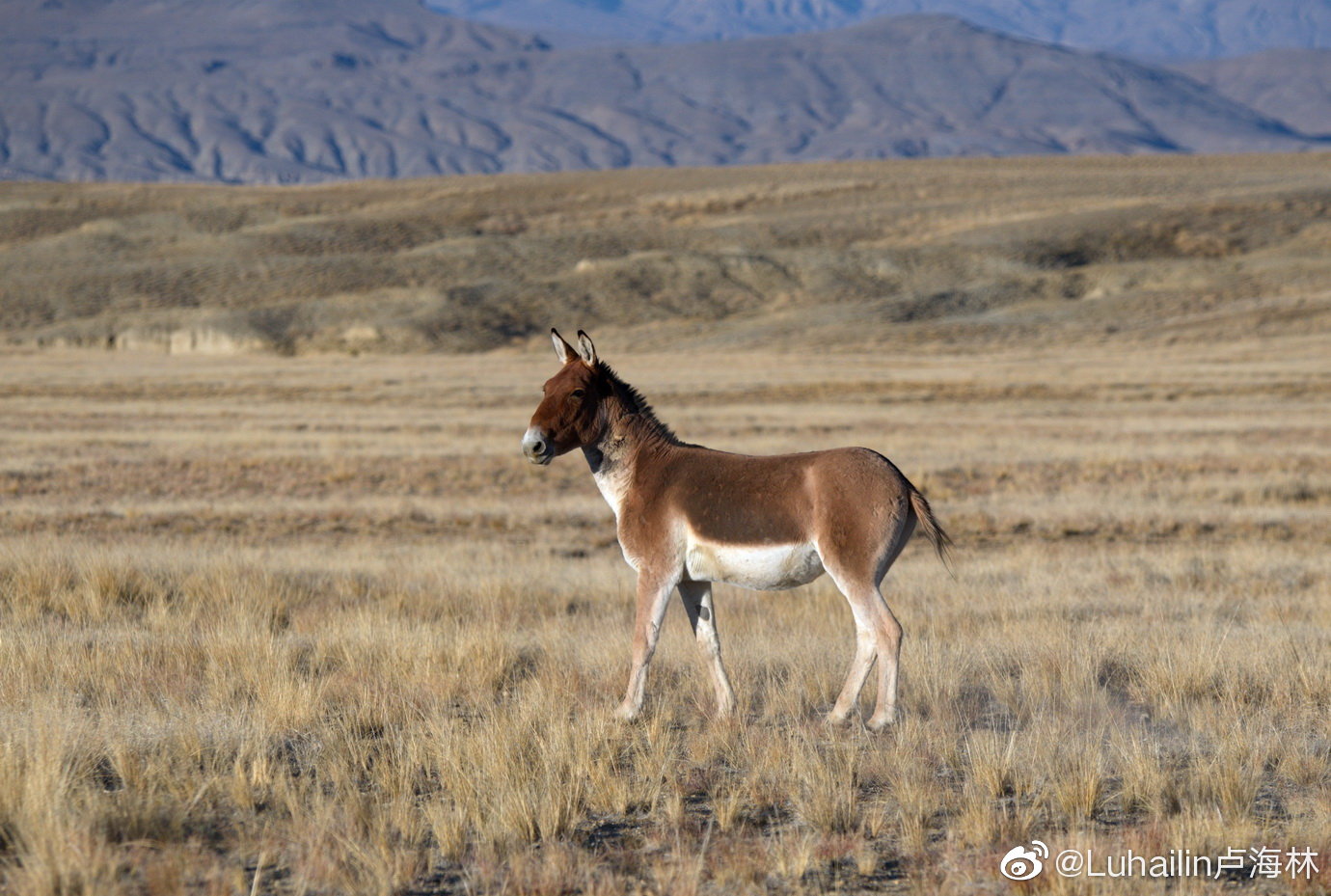 走进阿里并不孤独,一路上有藏野驴陪伴.