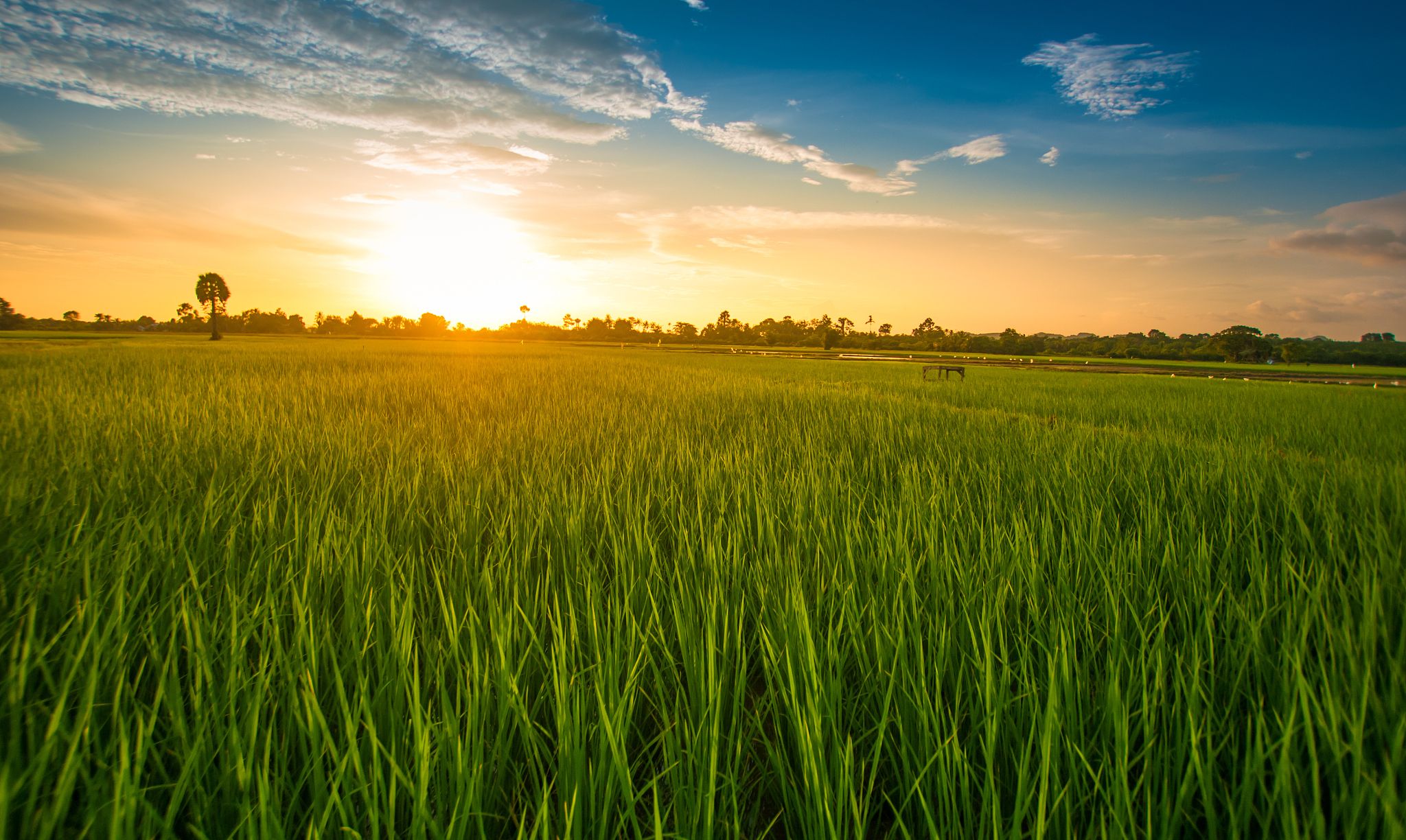 杂交水稻与转基因的区别和优缺点？