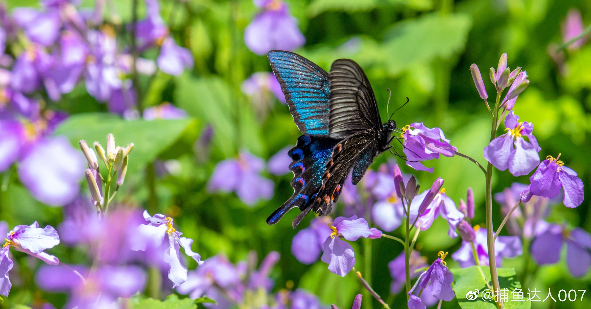 中华凤尾蝶_高清图集_新浪网