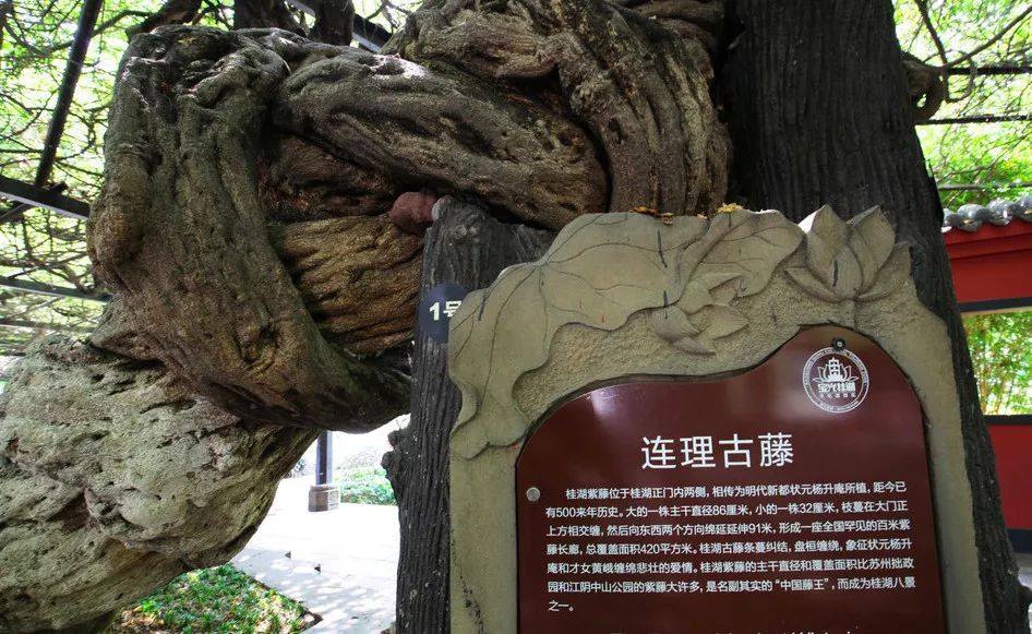 500岁的紫藤又开花了|紫藤|桂湖|杨升庵_新浪新闻