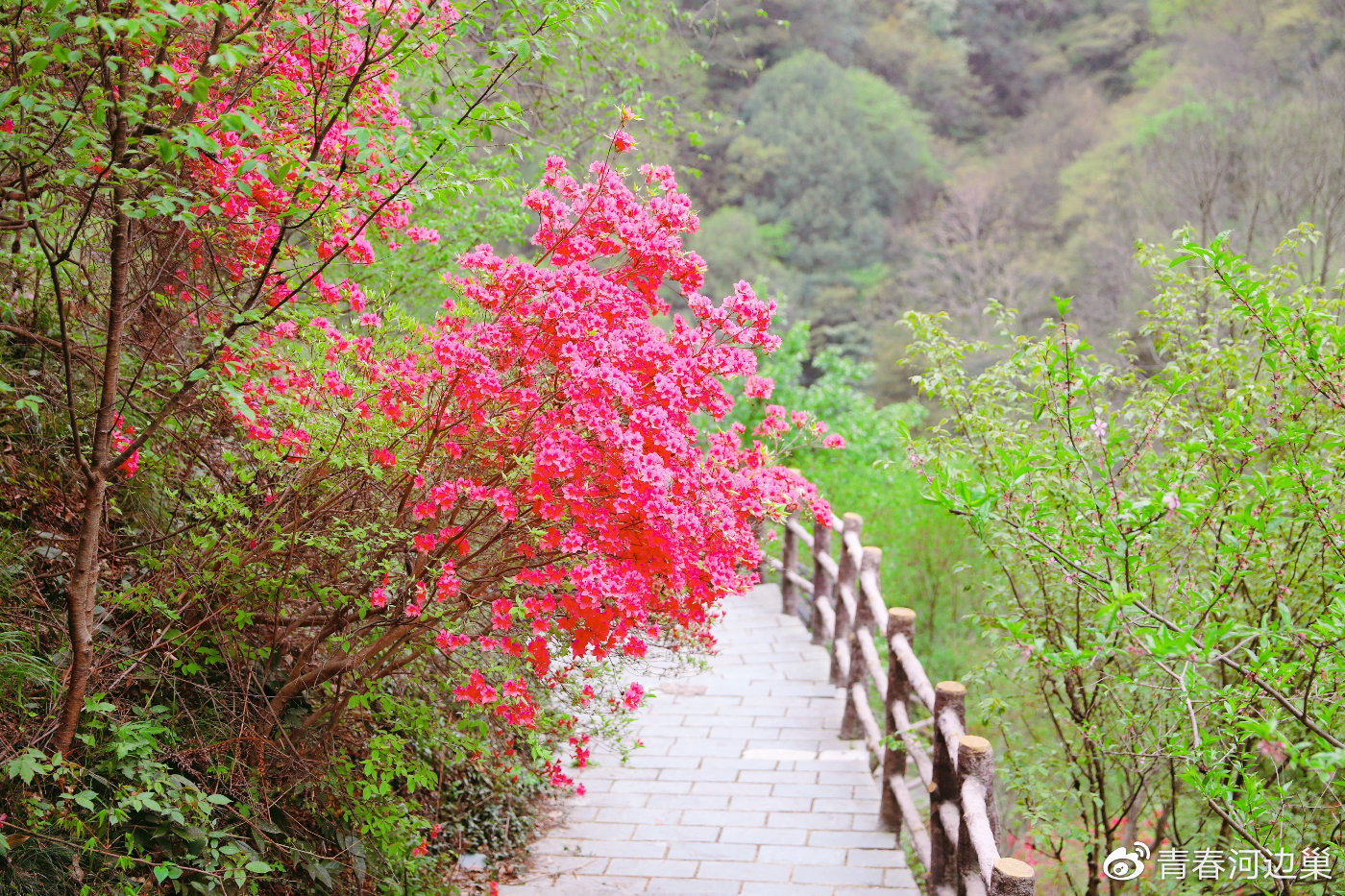 清凉寨里走花路抓住最美好的樱花季节