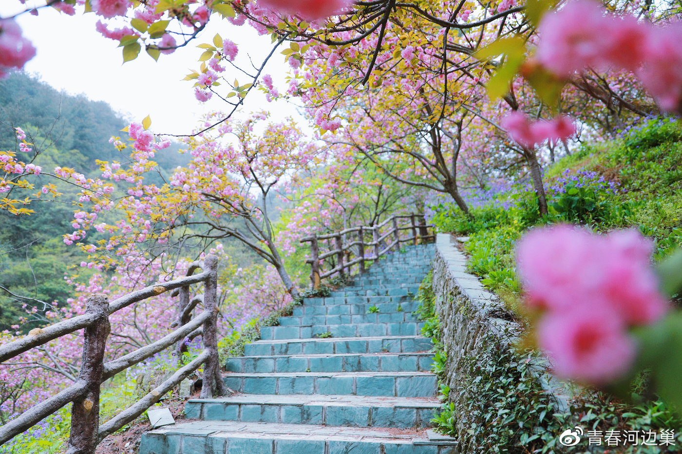 清凉寨里走花路抓住最美好的樱花季节