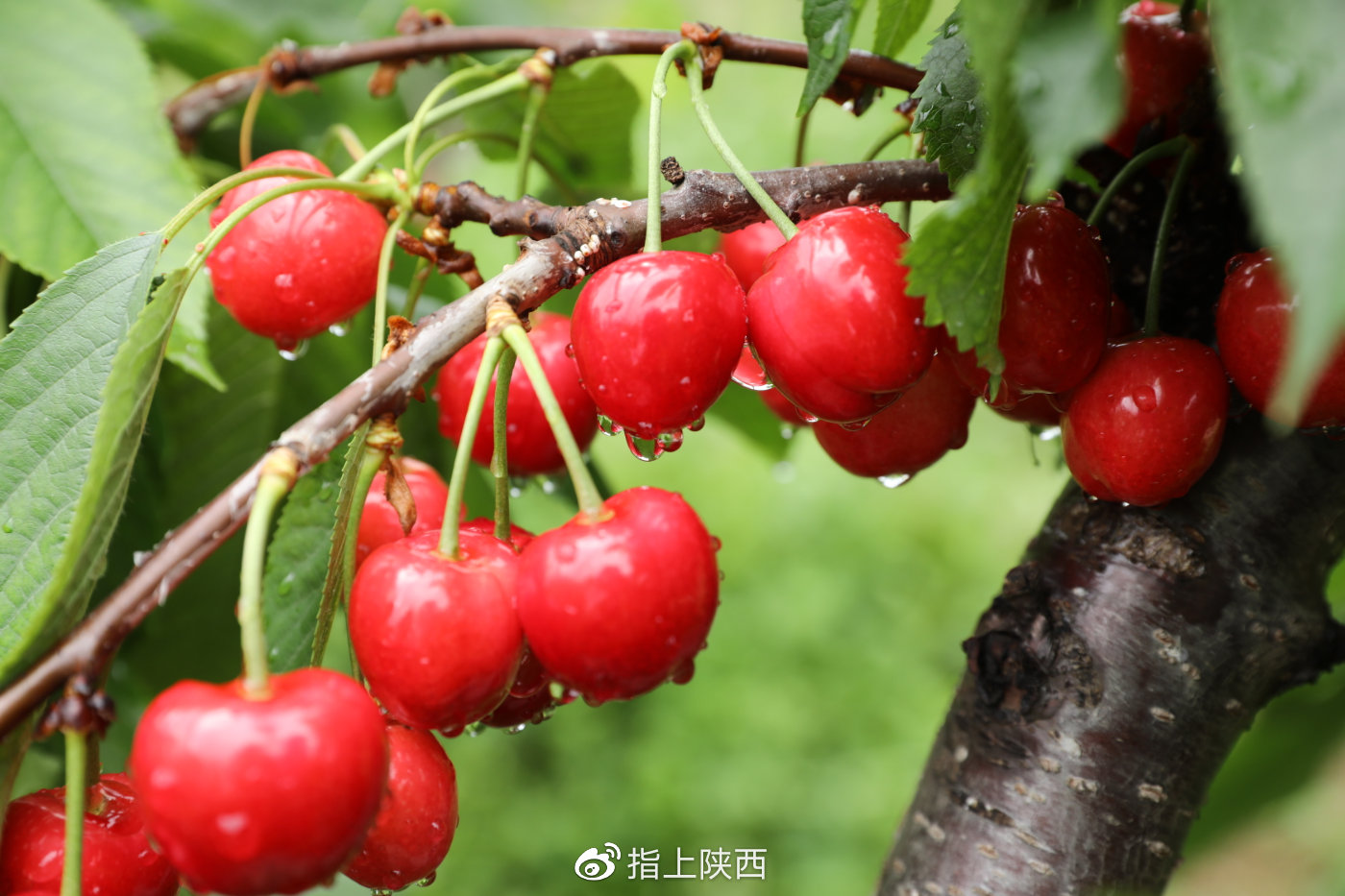 铜川大樱桃喜获丰收万亩樱桃等你来采摘