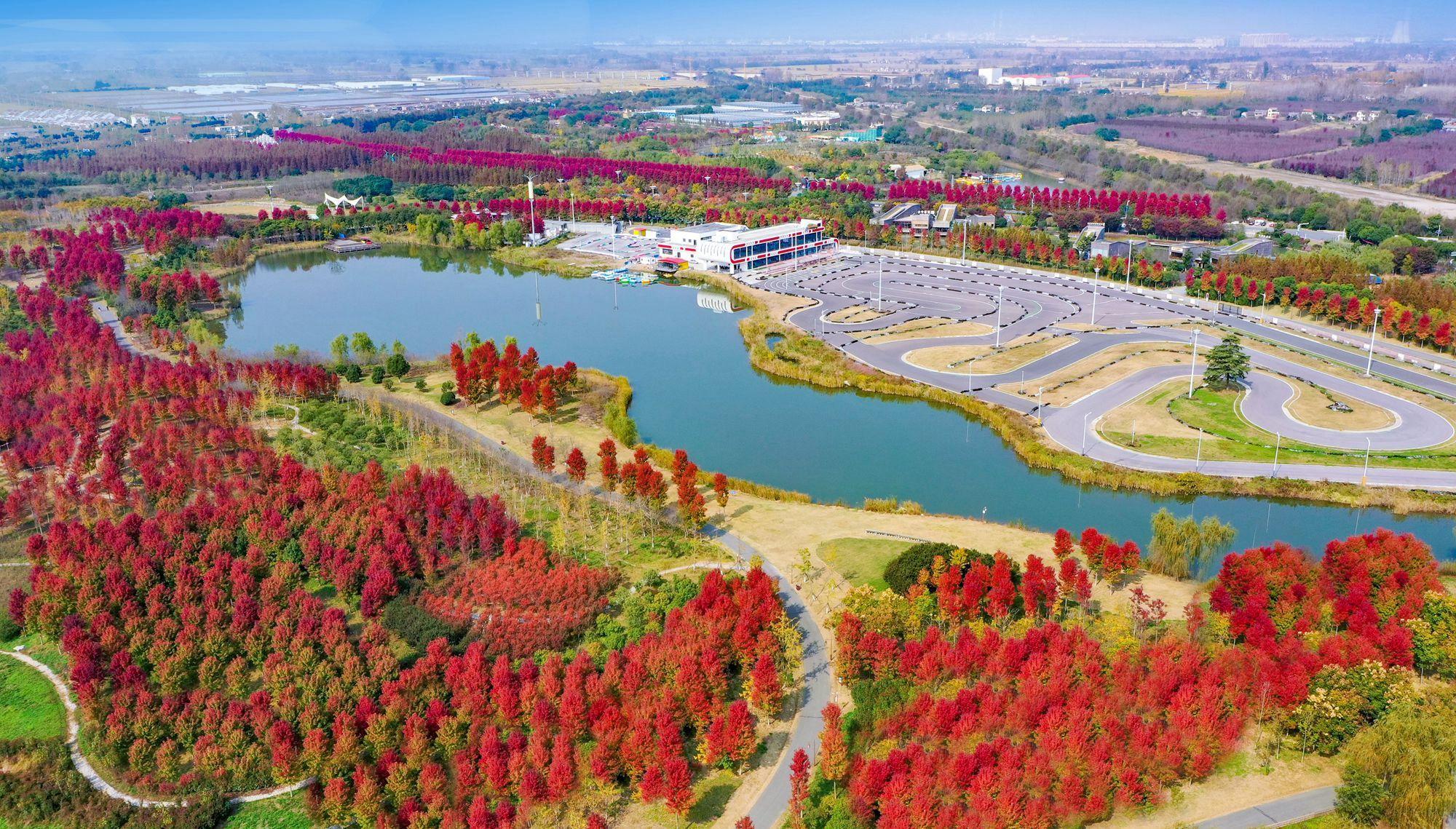 美丽江苏·每日一景丨淮安白马湖生态旅游景区:红枫似火 美不胜收