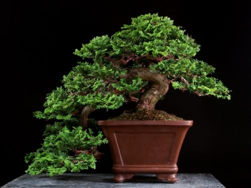 桧柏盆景的制作|桧柏|盆景|枝叶_新浪新闻