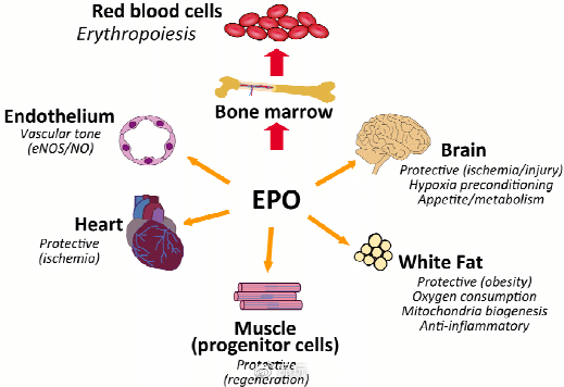 士的宁(strychnine)