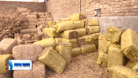 柳林留誉:"畜"势勃发 满"牧"皆景|养殖业|畜牧业|柳林_新浪新闻