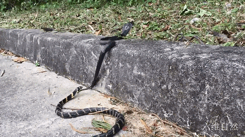 眼镜王蛇的凶猛之名,更因其"过山风"的别称而广为人知.