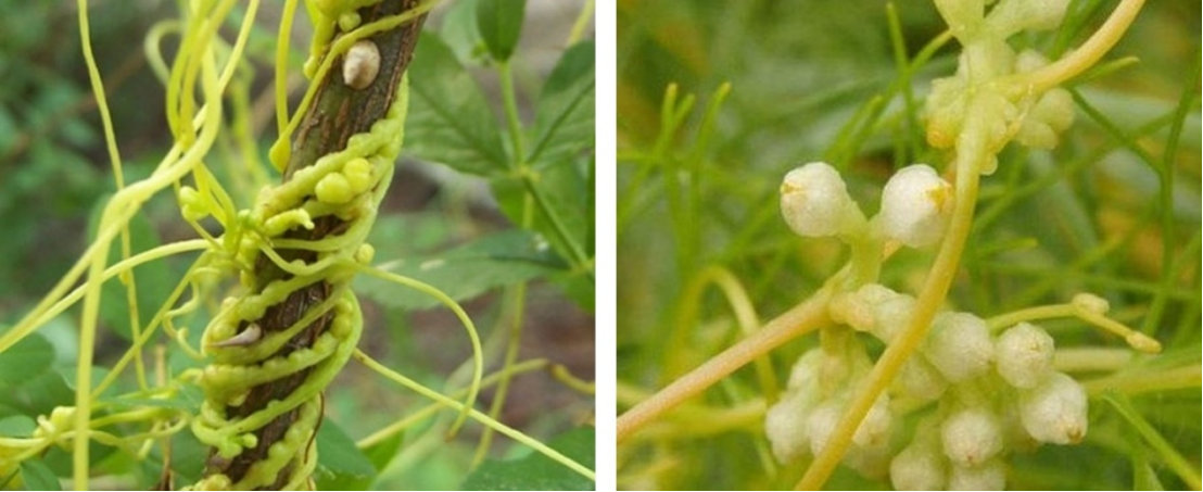 西双版纳重现“食人花”的近亲——寄生花，它会吃人吗？__财经头条