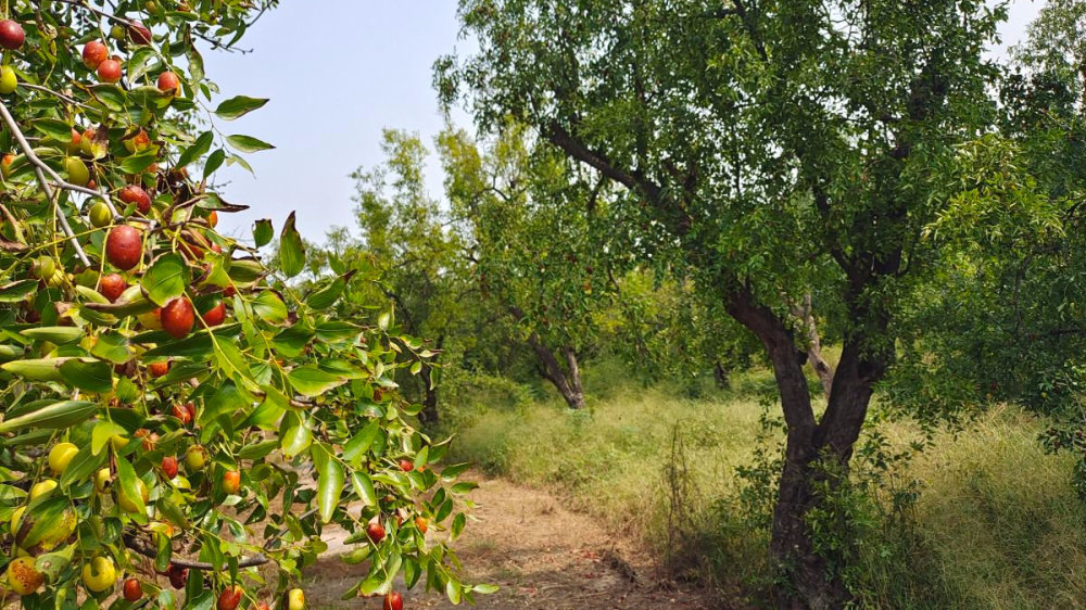 枣子红艳艳,无风落一片 新郑2万株枣树的古树群又"变甜"了