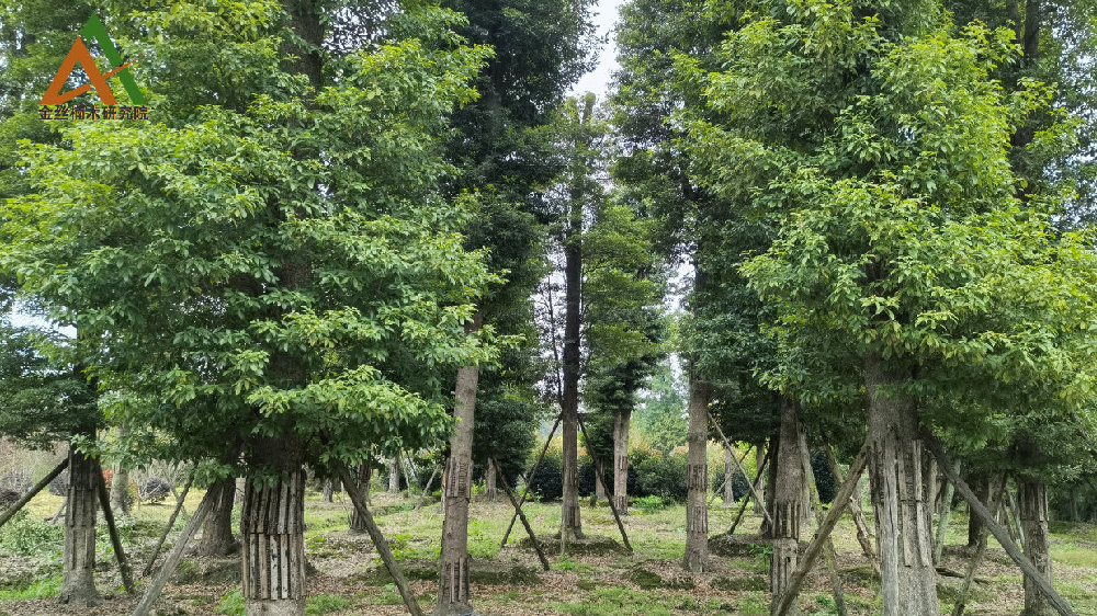 小叶桢楠树苗种植 金丝楠木“飞入寻常百姓家”|武汉市|树种|林可|天然林|闽楠_新浪新闻